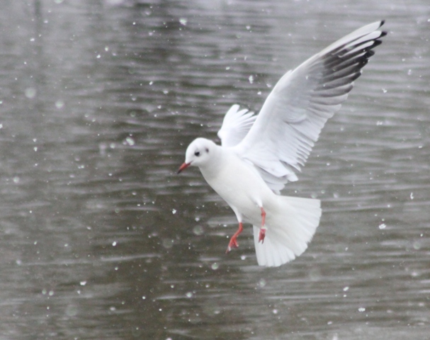 Hiver 2013 - Sous la neige